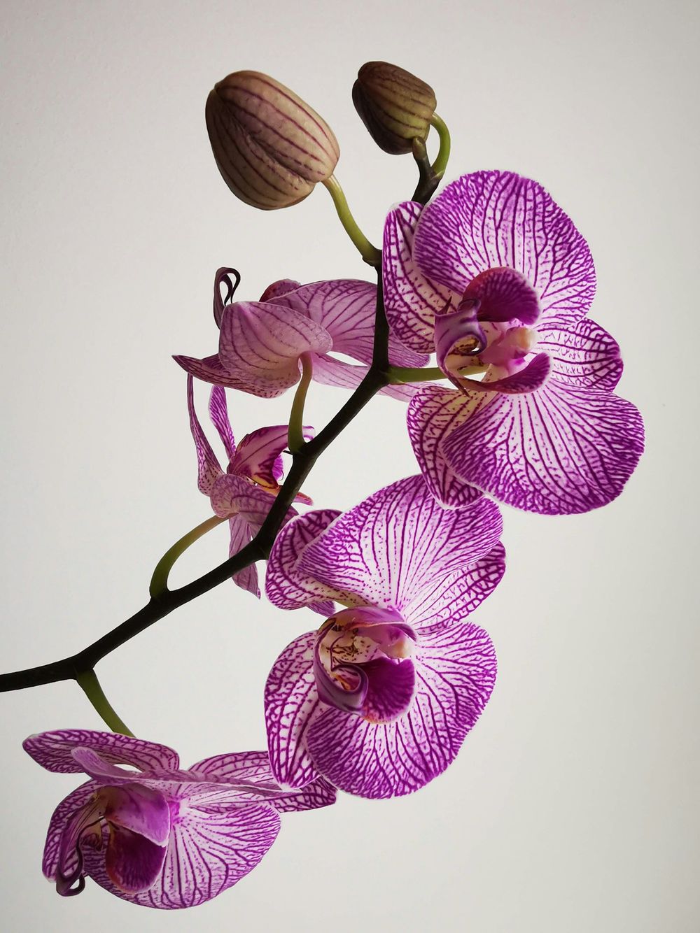 Orquídea phalaenopsis veteada en tonos magenta