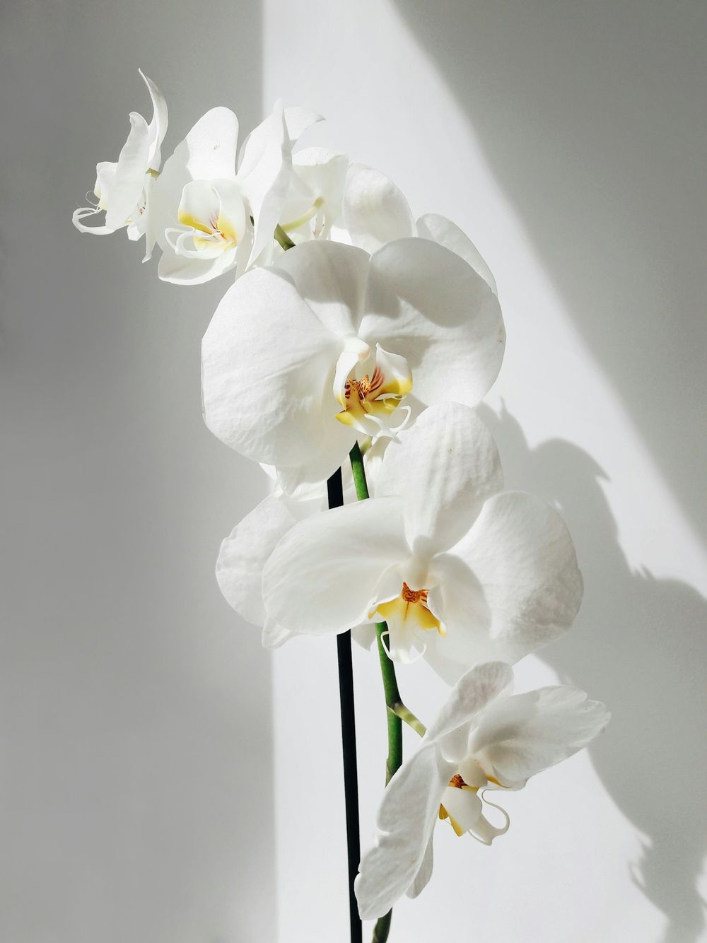 Orquídea phalaenopsis blanca iluminada por el sol