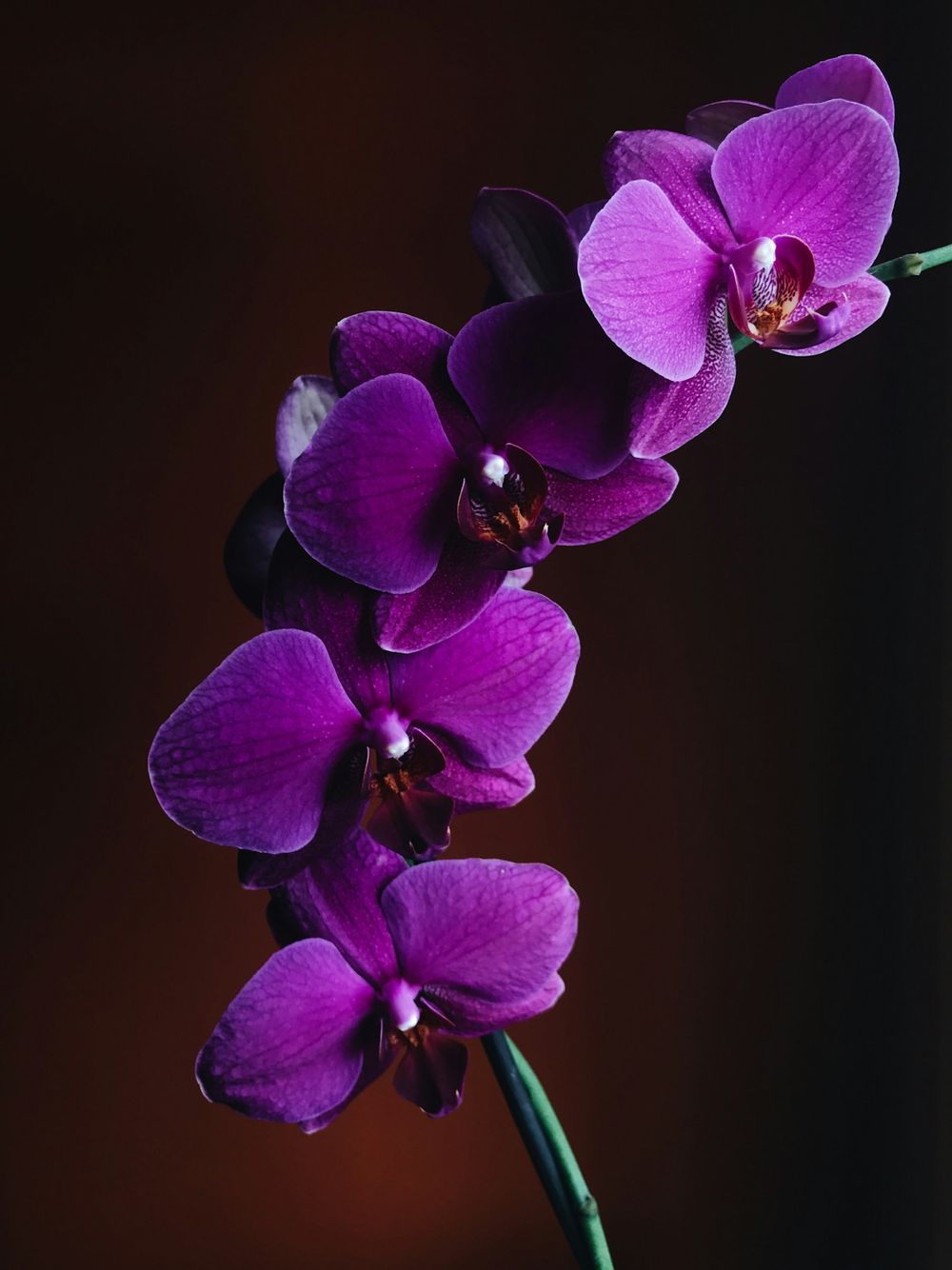 Orquídea phalaenopsis púrpura sobre fondo oscuro