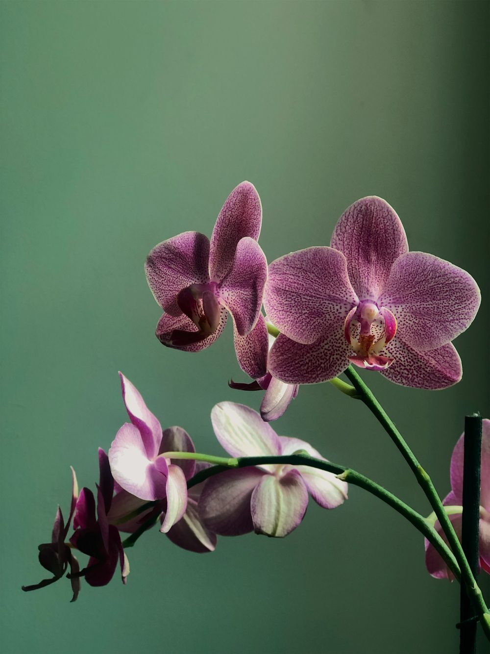 Orquídea rosada moteada sobre fondo verde