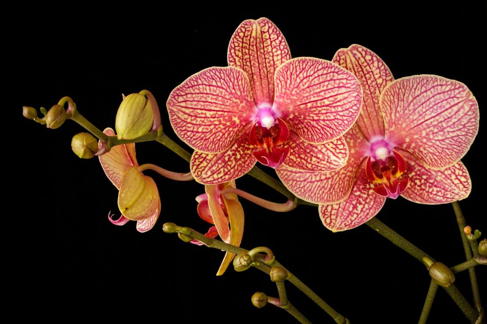 Orquídea phalaenopsis en tonos ámbar y coral