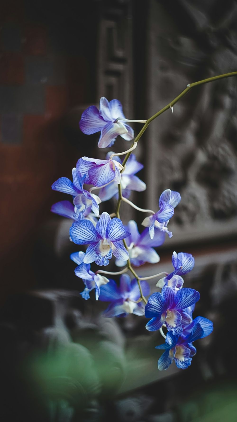 Orquídea dendrobium de pétalos azules